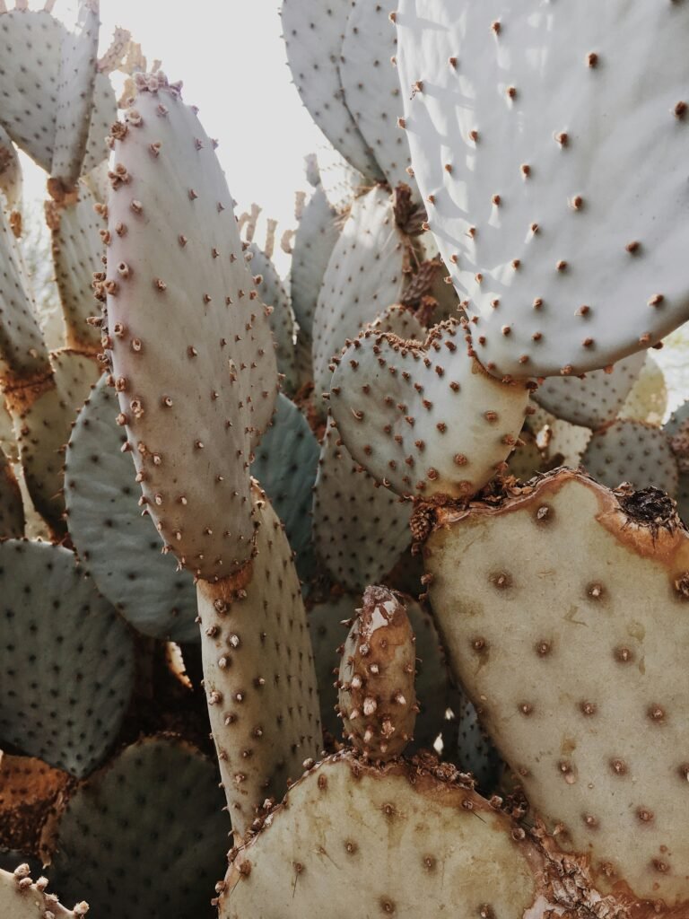 cactus plant